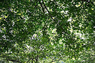 种田游戏《贸易物语》PS和Switch版众筹成功